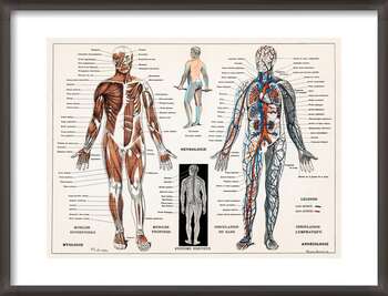 Poster Stara ilustracija človeškega živčnega in mišičnega sistema