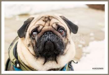 Uokvirjen plakat Dog breed pug. Portrait of a pet
